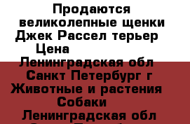 Продаются великолепные щенки Джек-Рассел терьер › Цена ­ 25000-30000 - Ленинградская обл., Санкт-Петербург г. Животные и растения » Собаки   . Ленинградская обл.,Санкт-Петербург г.